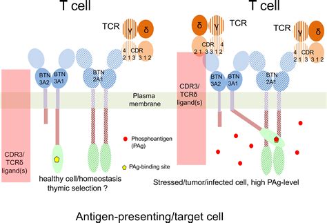 alpha beta t cells|αβ and γδ T cell receptors: Similar but different .